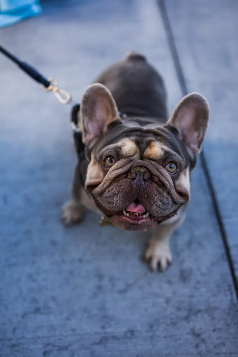 French bulldog on a leash looking up at the camera